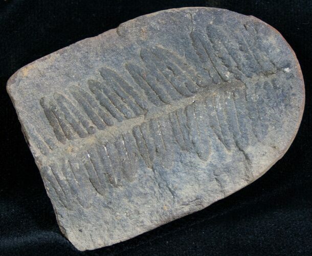 Million Year Old Fern Fossil - #7450